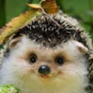 Meet your Posher, Hayden